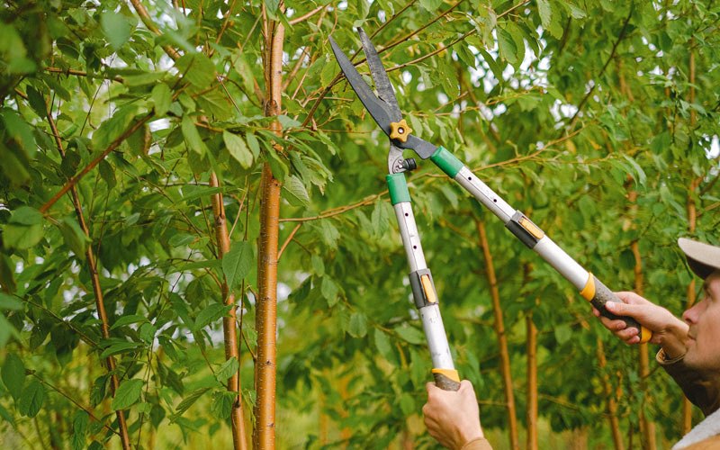 Tree trimming in Gosport, IN